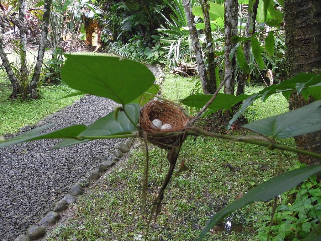 El Colibri Lodge Manzanillo  Exterior foto